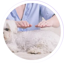 Curso de Reiki (WebHoje) Curso de Reiki (WebHoje)